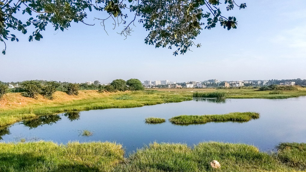 Bengaluru's wetlands have shrunk due to rapid urbanisation [Photo by Mike Prince]